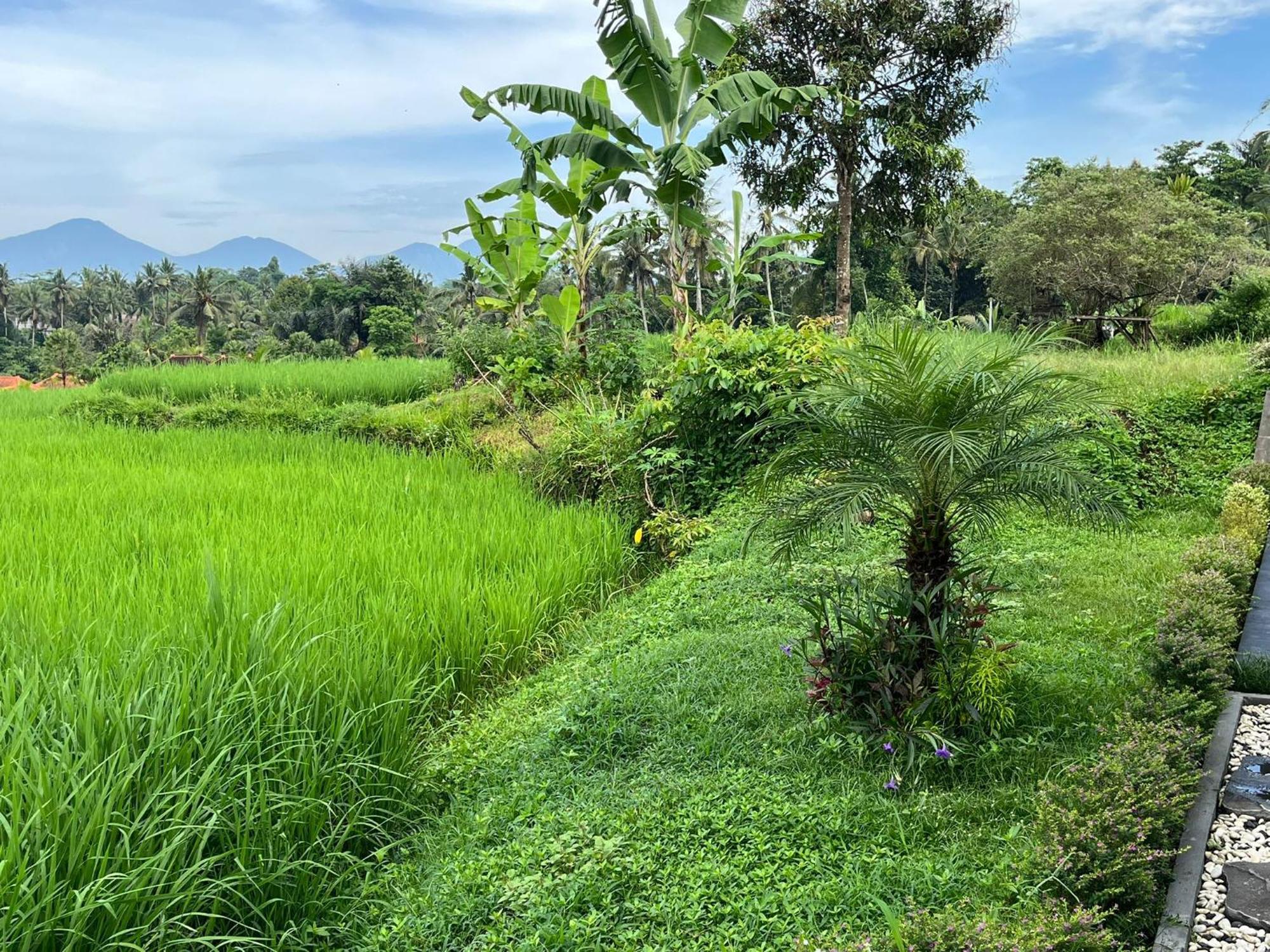 Maple Ridge Ubud Villas Luaran gambar
