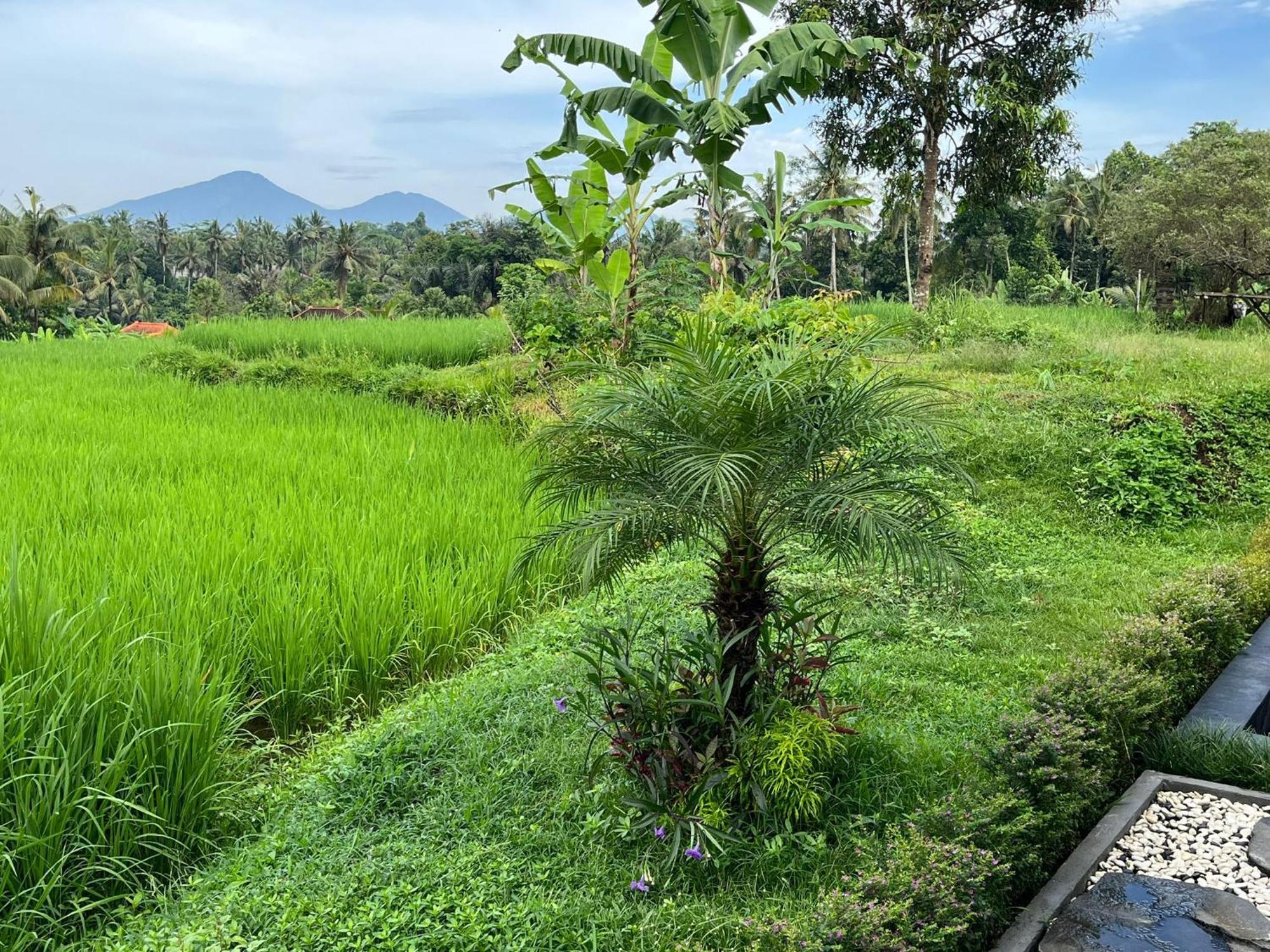 Maple Ridge Ubud Villas Luaran gambar